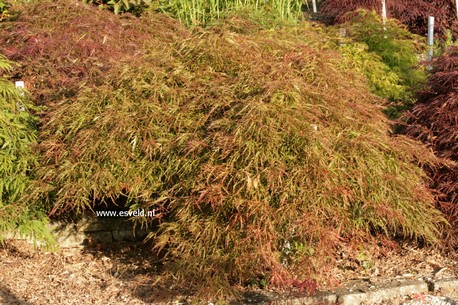 Acer palmatum 'Otto's Dissectum'