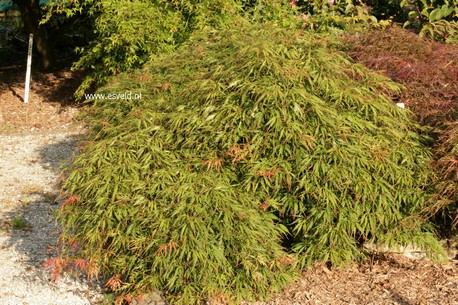 Acer palmatum 'Spring Delight'