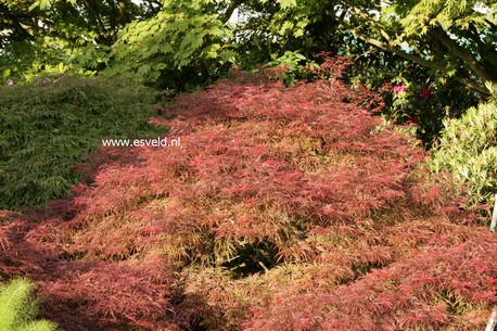 Acer palmatum 'Pink Filigree'