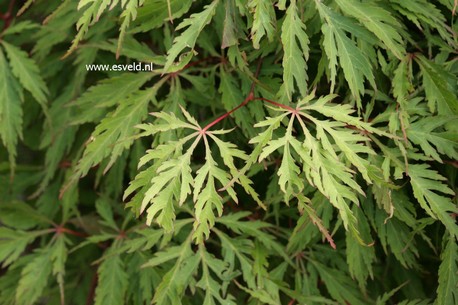Acer palmatum 'Kyogu shidare'