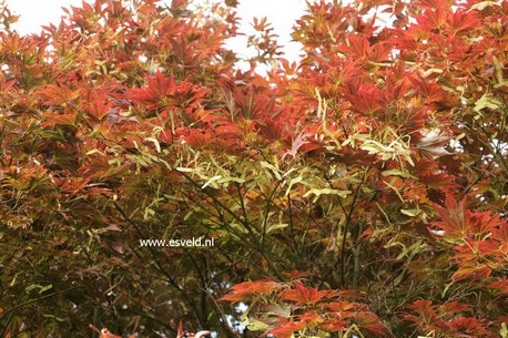 Acer palmatum 'Purpureum'