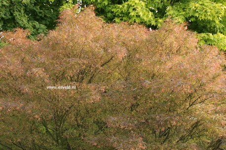 Acer palmatum 'Red Pygmy'