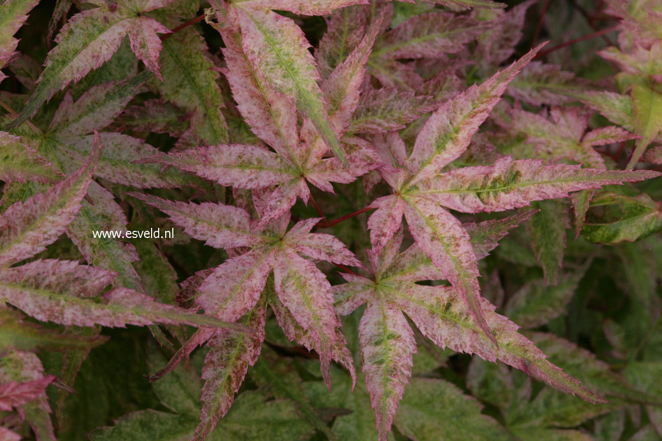 Acer palmatum 'Beni tsukasa'