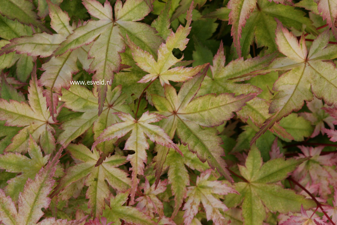 Acer palmatum 'Beni chidori'