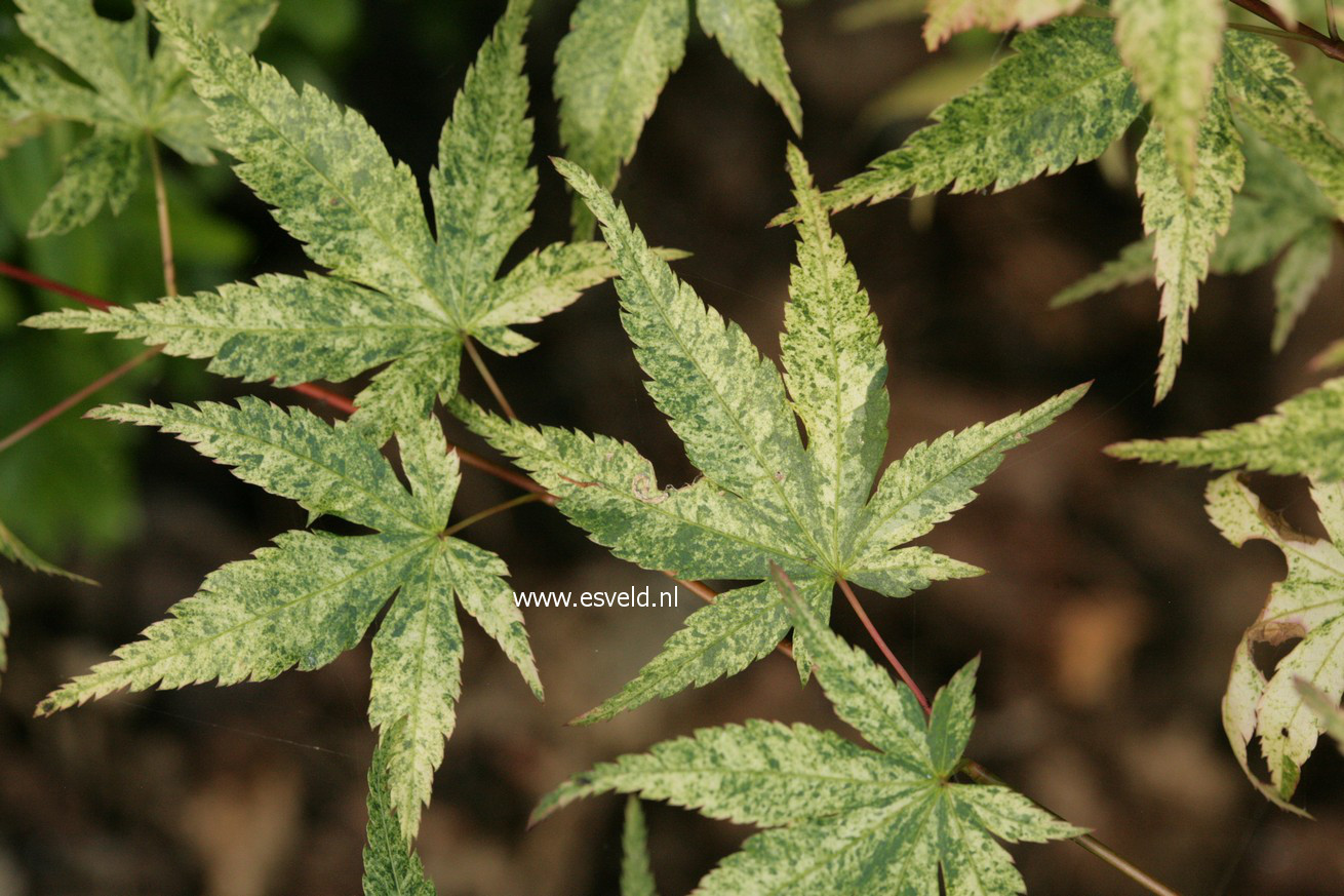 Acer palmatum 'Komon nishiki'