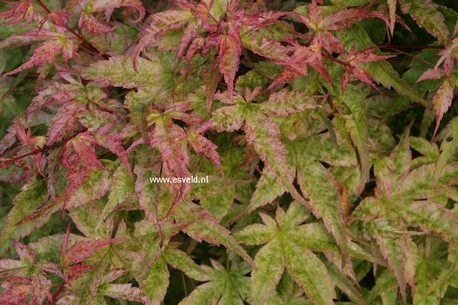 Acer palmatum 'Seigen'