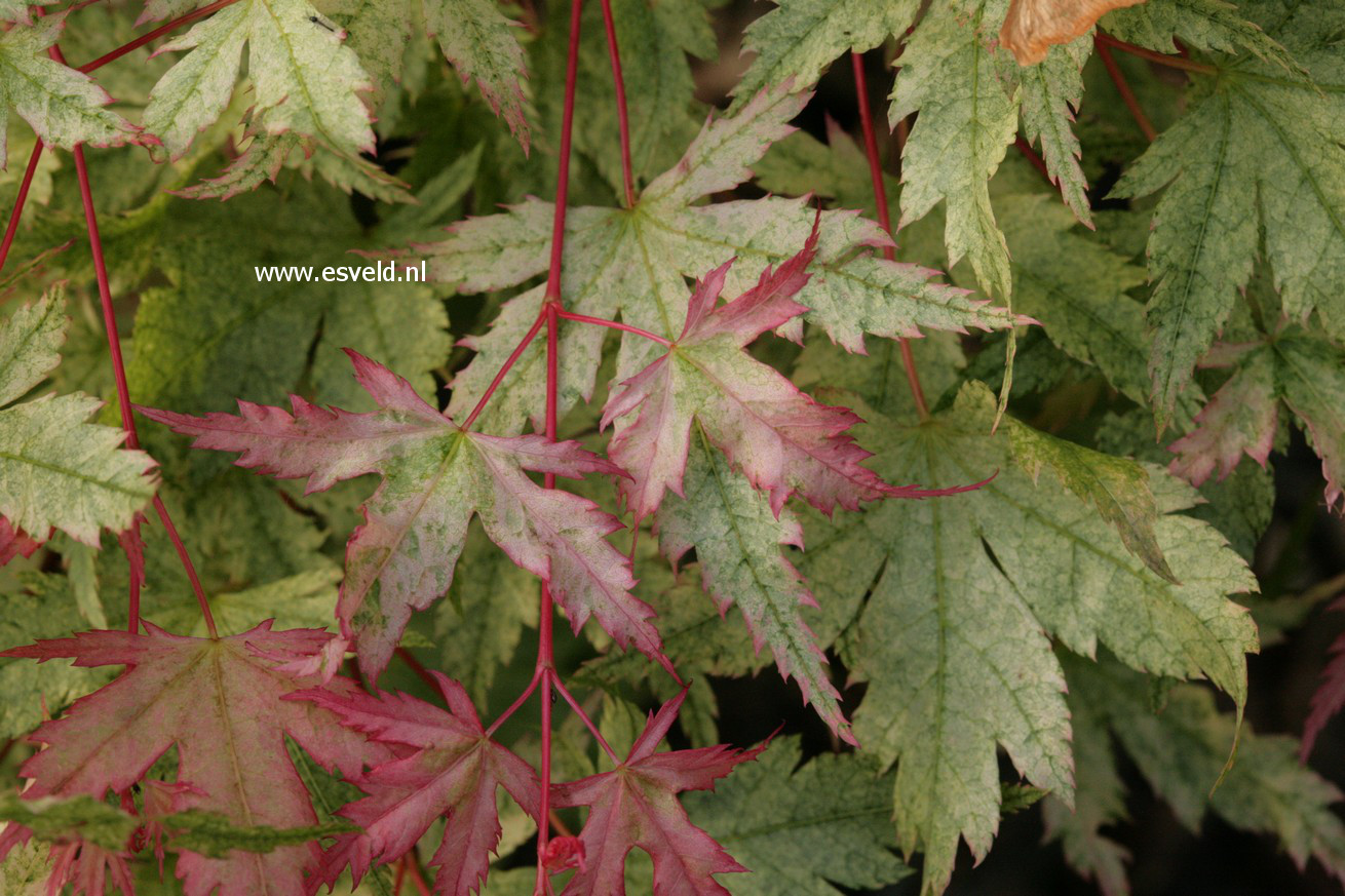 Acer palmatum 'Coral Pink'