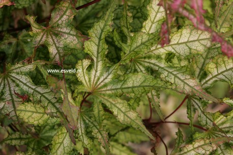 Acer palmatum 'Sawa chidori'