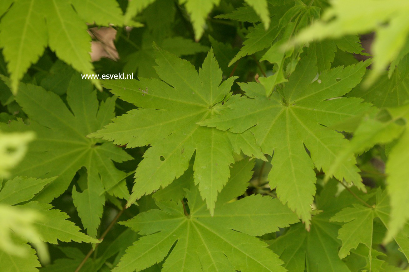 Acer shirasawanum 'Jordan'