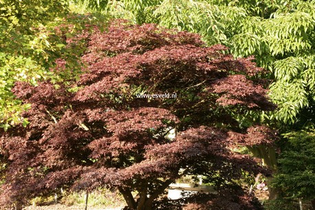 Acer palmatum 'Nigrum'