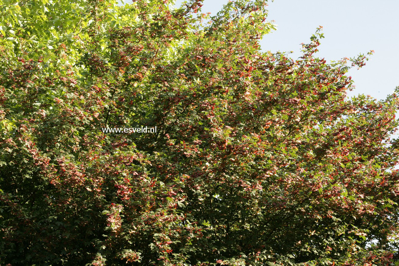 Acer campestre 'Royal Ruby'