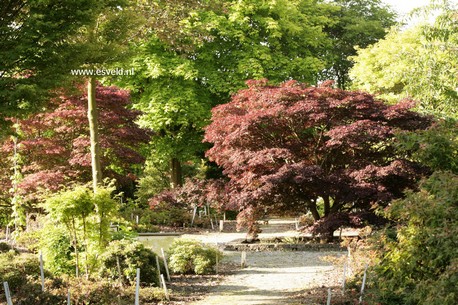 Acer palmatum 'Nigrum'