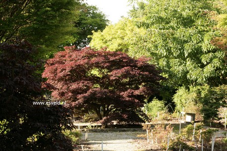 Acer palmatum 'Nigrum'