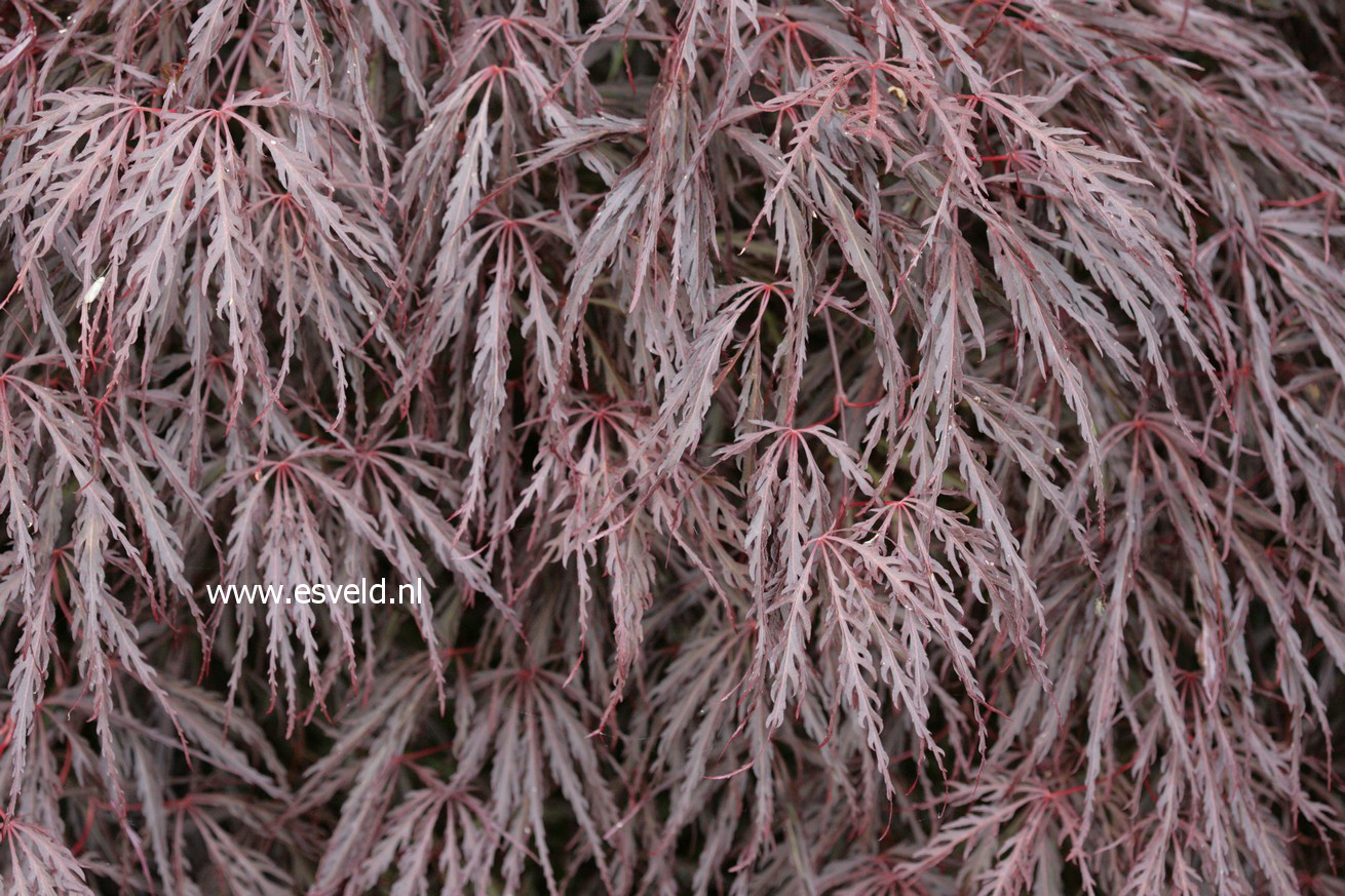 Acer palmatum 'Crimson Queen'