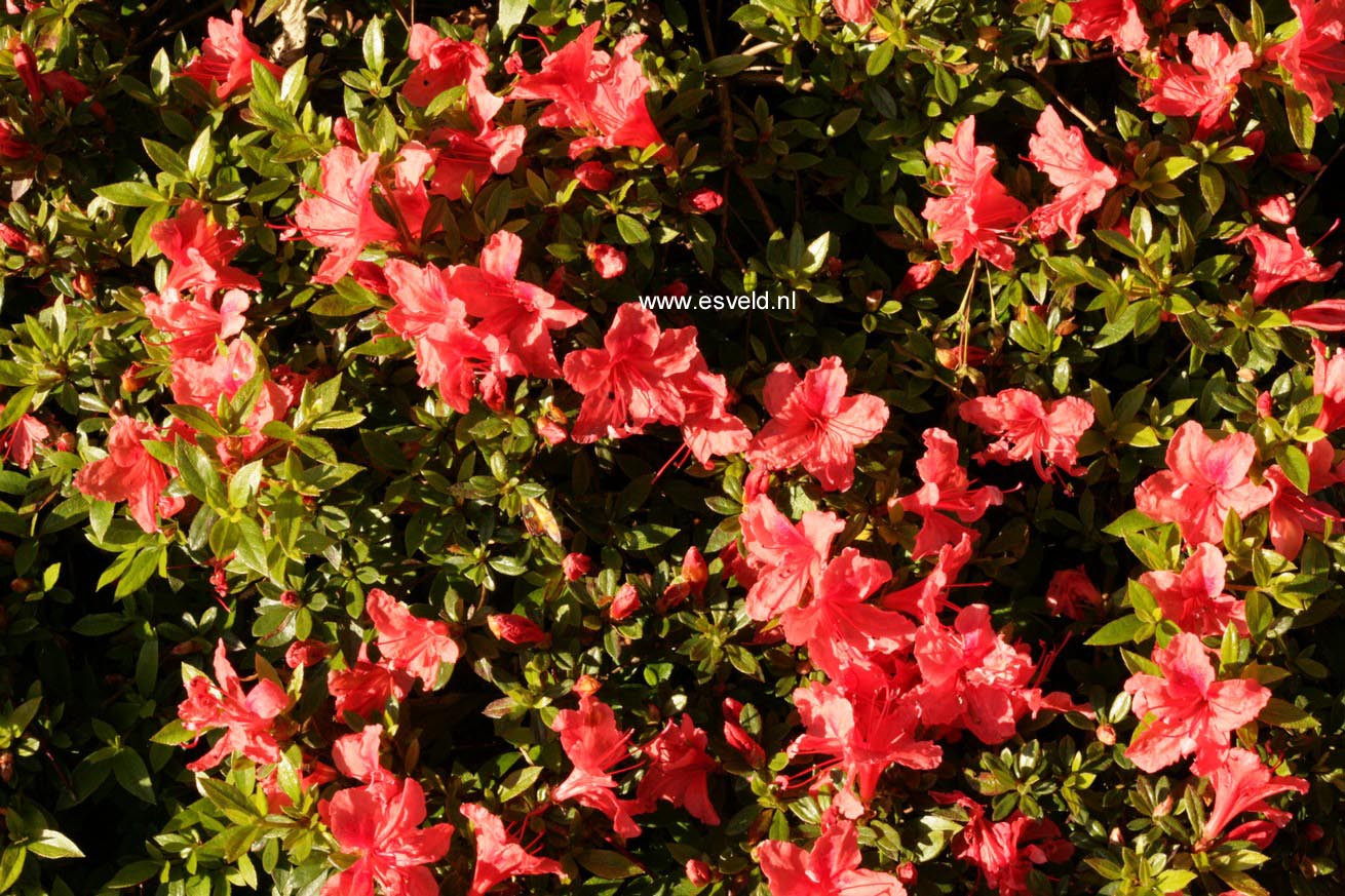 Rhododendron nakaharae 'Wintergreen'