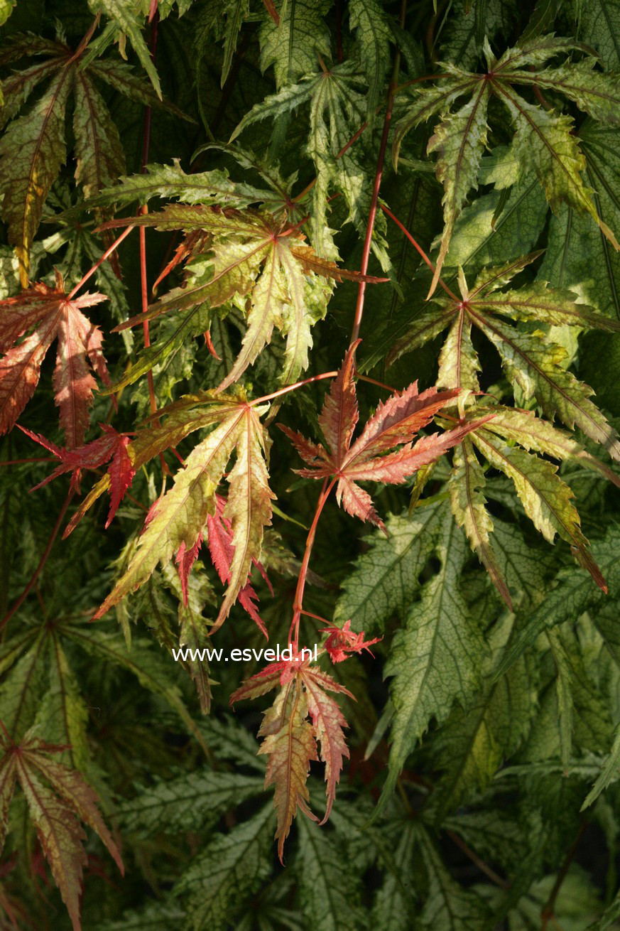 Acer palmatum 'Will's Devine'