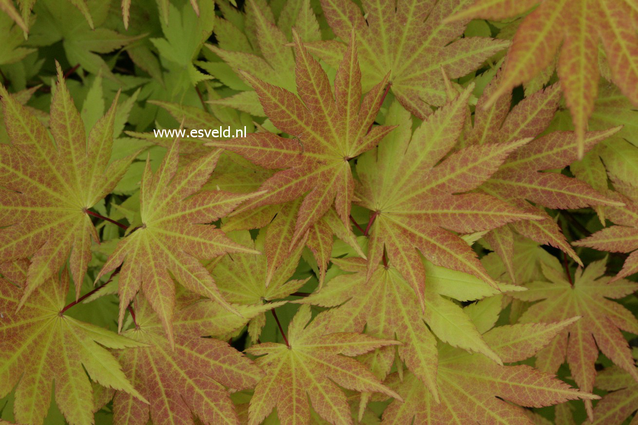 Acer shirasawanum 'Autumn Moon'