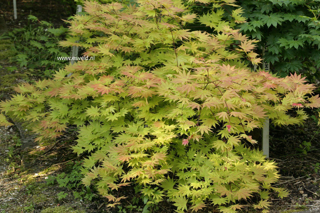 Acer shirasawanum 'Autumn Moon'