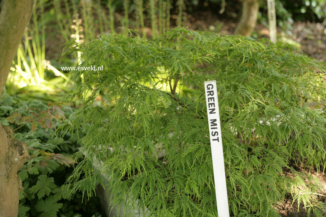 Acer palmatum 'Green Mist'