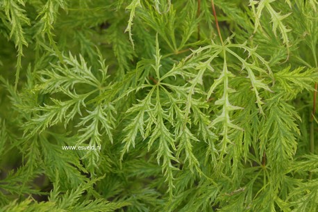 Acer palmatum 'Suisei'