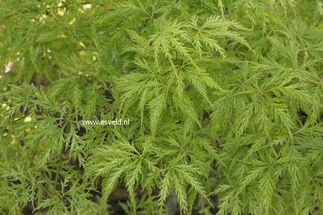 Acer palmatum 'Suisei'