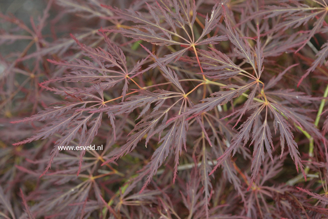 Acer palmatum 'Brocade'