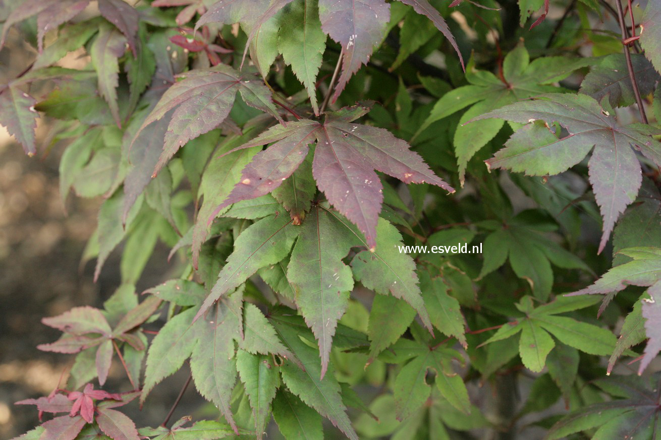 Acer palmatum 'Hiyugha yama'