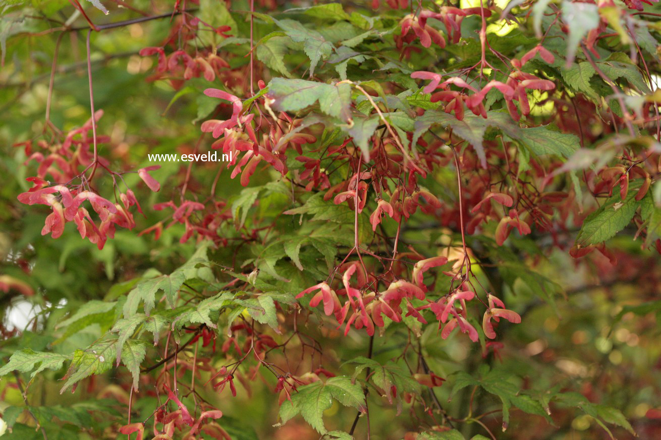 Acer palmatum 'Kasagi yama'