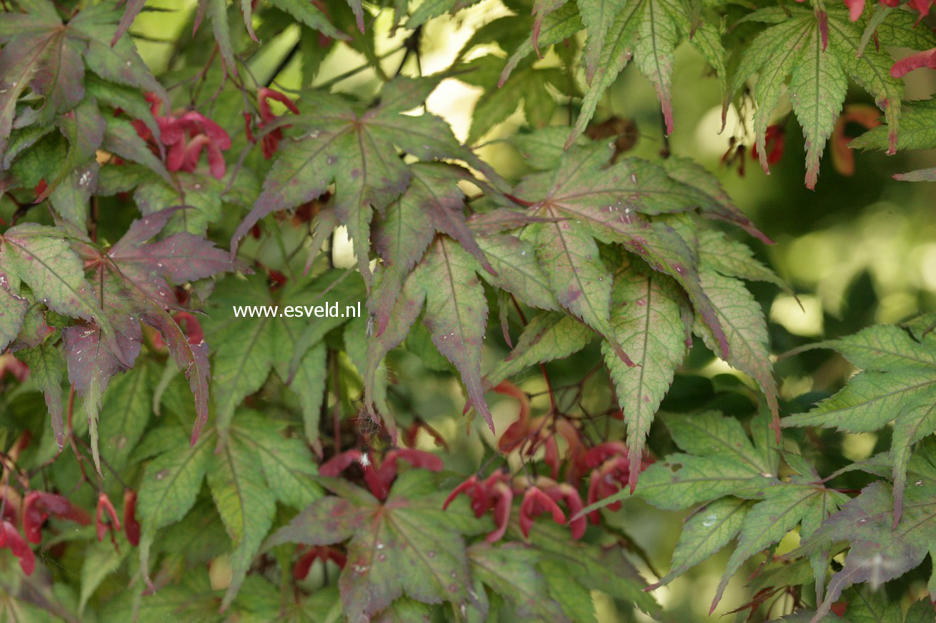 Acer palmatum 'Kasagi yama'