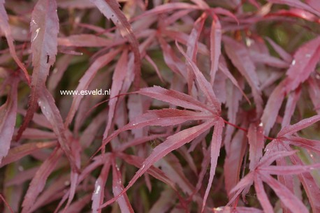Acer palmatum 'Peve Dave'