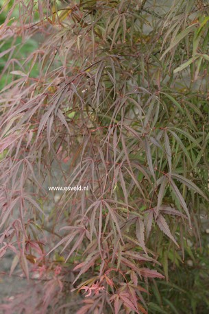 Acer palmatum 'Red Spider'