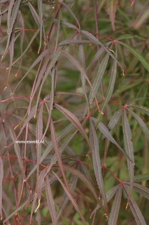 Acer palmatum 'Red Spider'