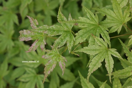 Acer palmatum 'Momoiro koyasan'