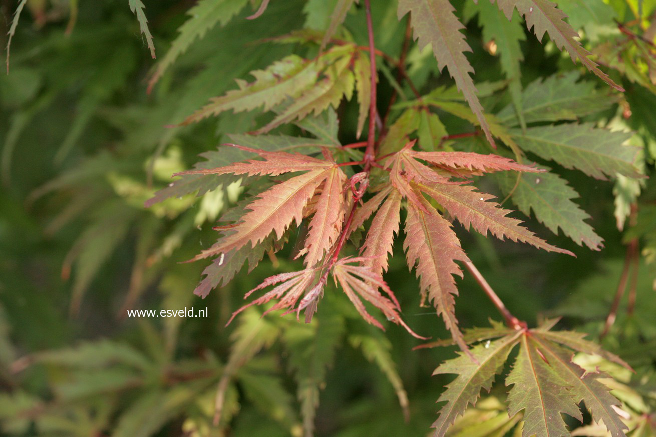 Acer palmatum 'Azuma murasaki'