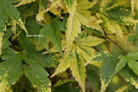 Acer palmatum 'Nishiki gasane'