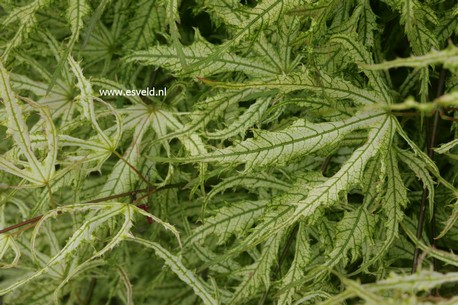 Acer palmatum 'Sister Ghost'