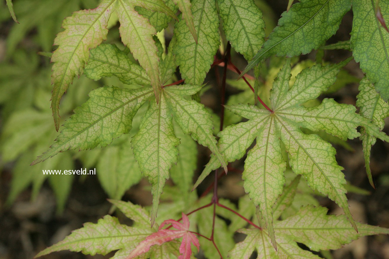 Acer palmatum 'Amber Ghost'