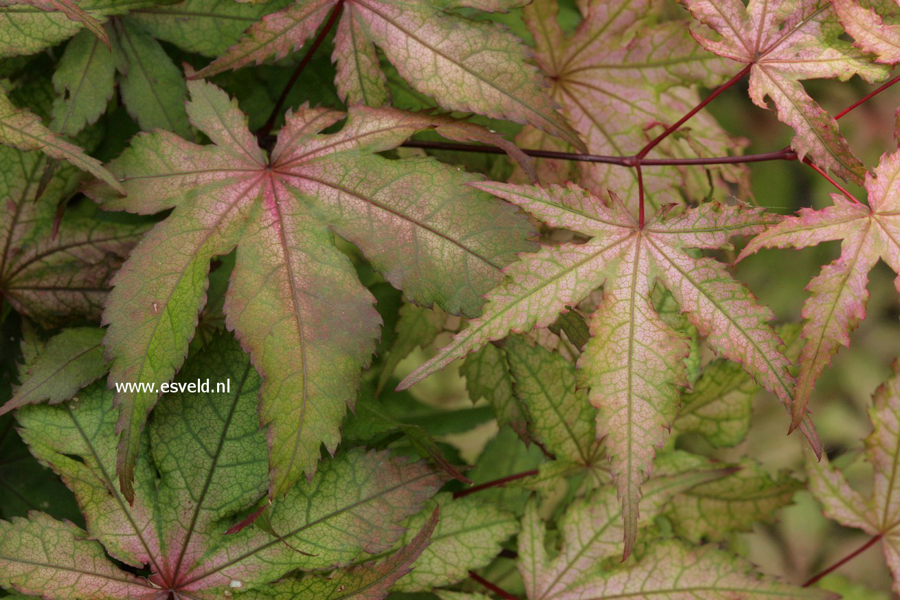 Acer palmatum 'Amber Ghost'