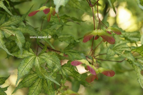 Acer palmatum 'Sawa chidori'