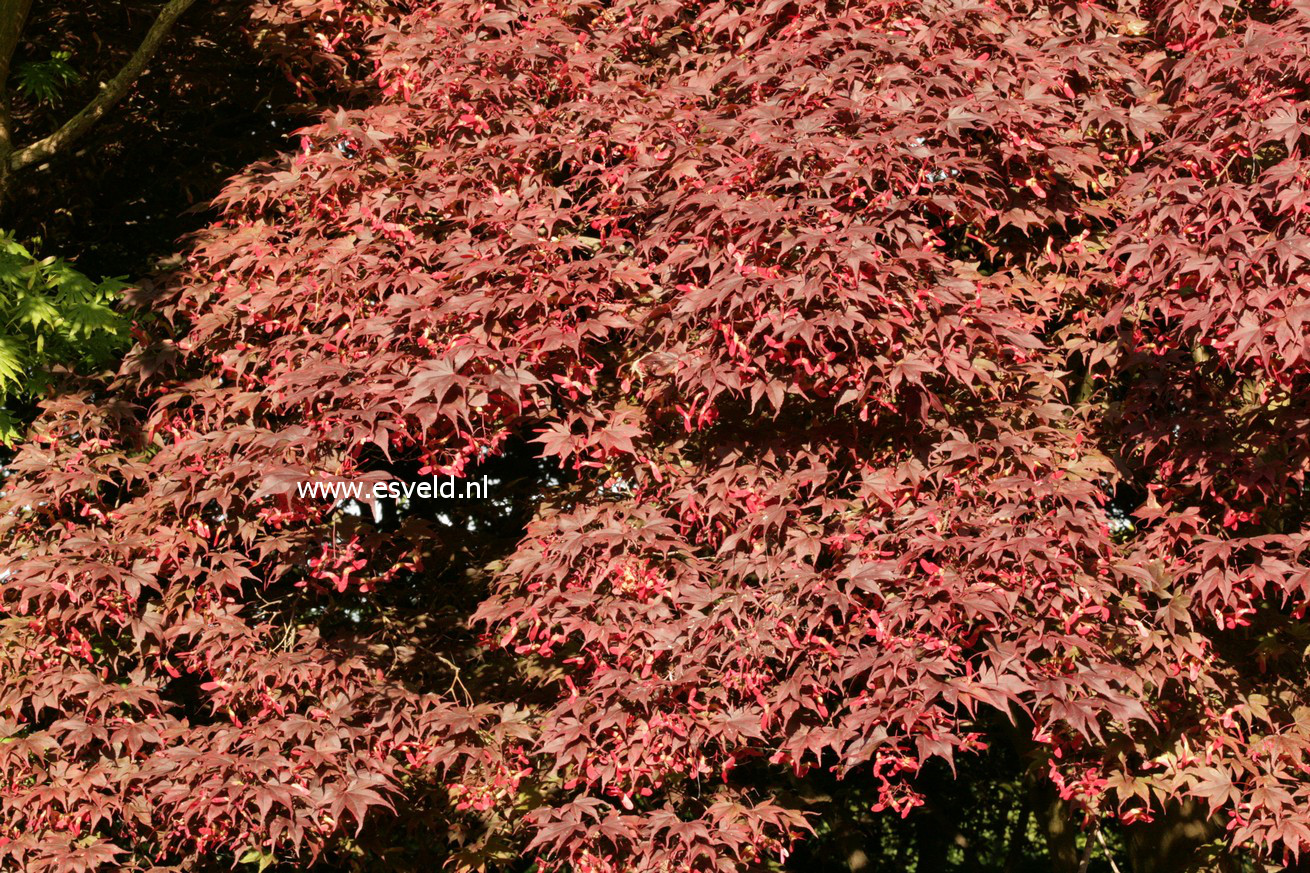 Acer palmatum 'Bloodgood'