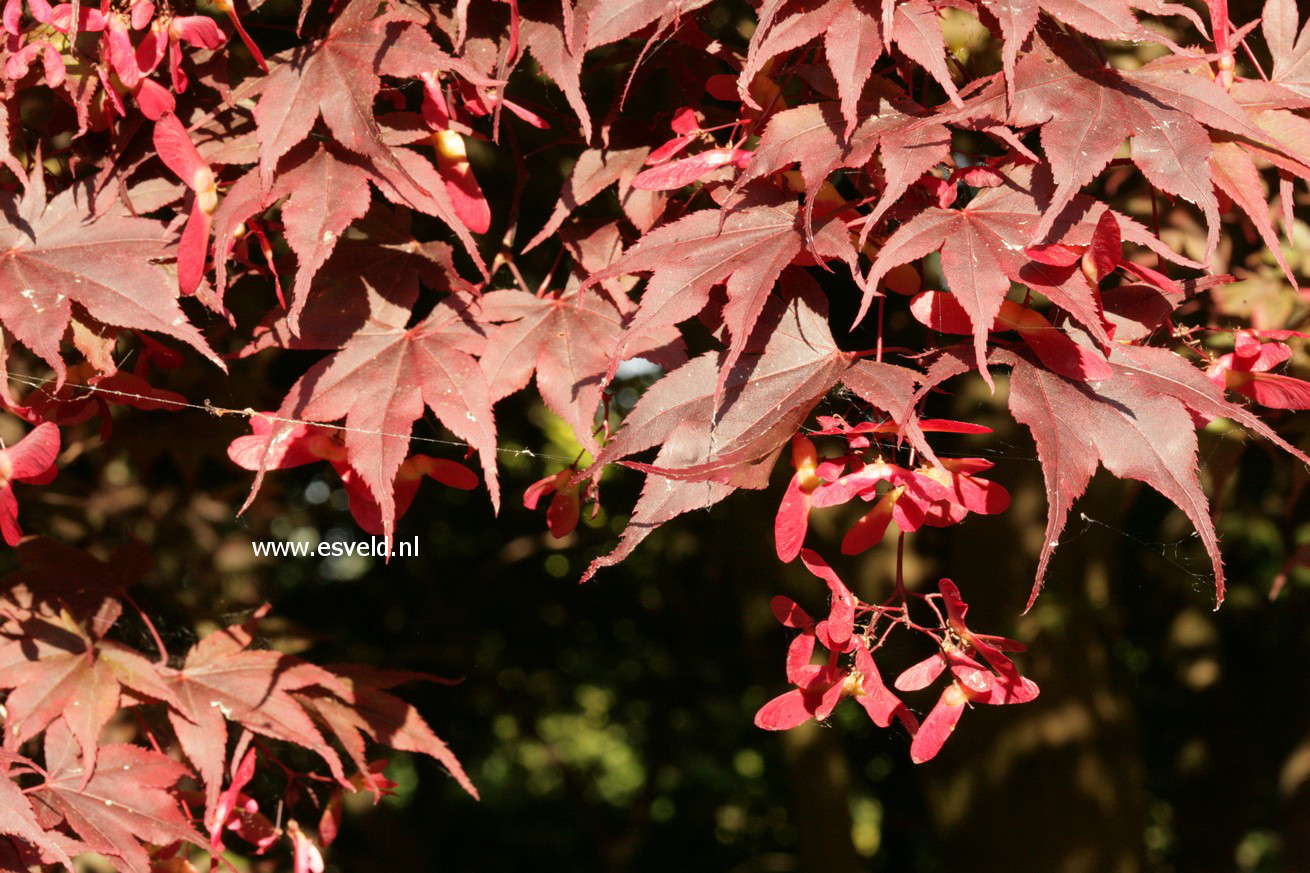 Acer palmatum 'Bloodgood'