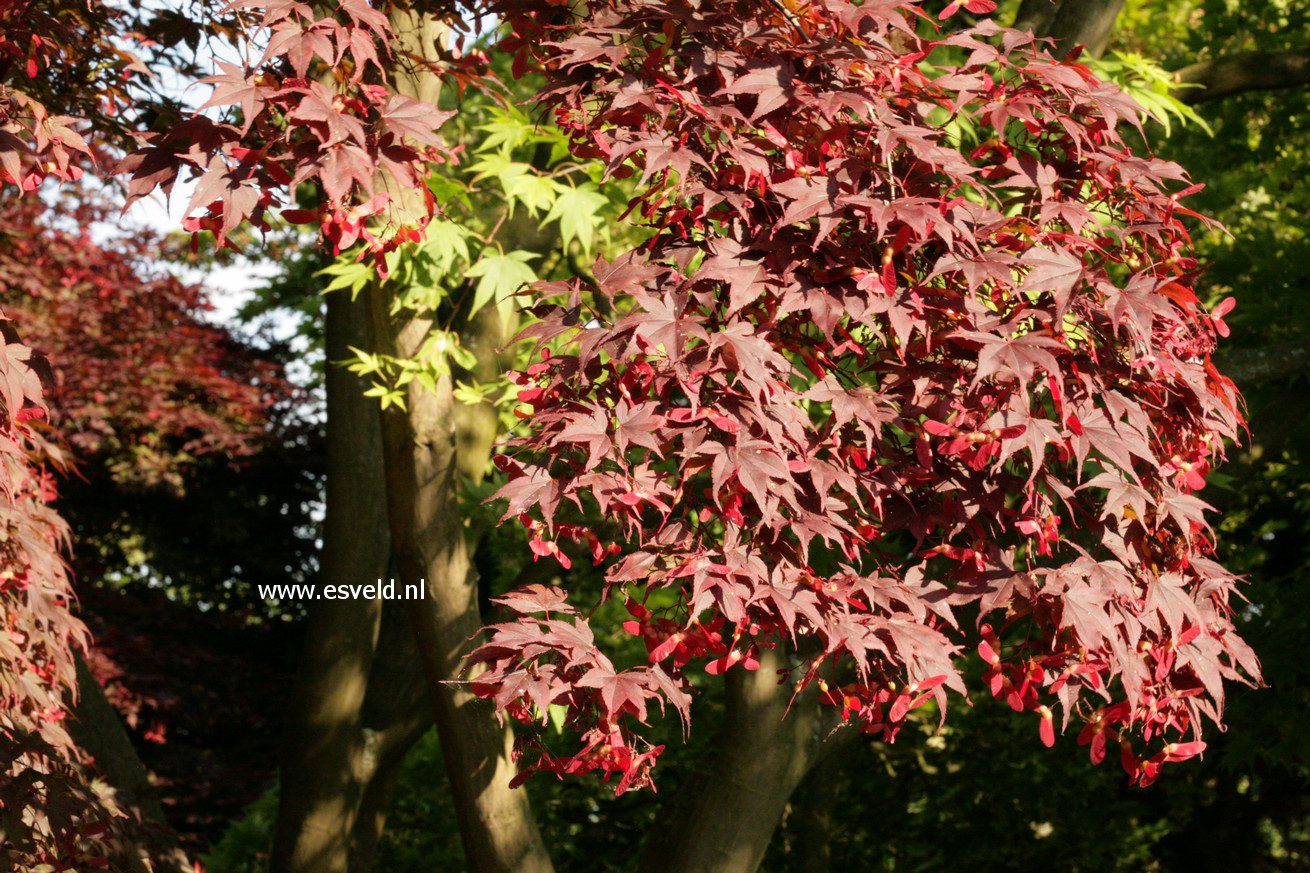 Acer palmatum 'Bloodgood'