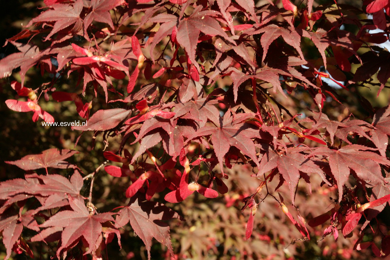 Acer palmatum 'Bloodgood'