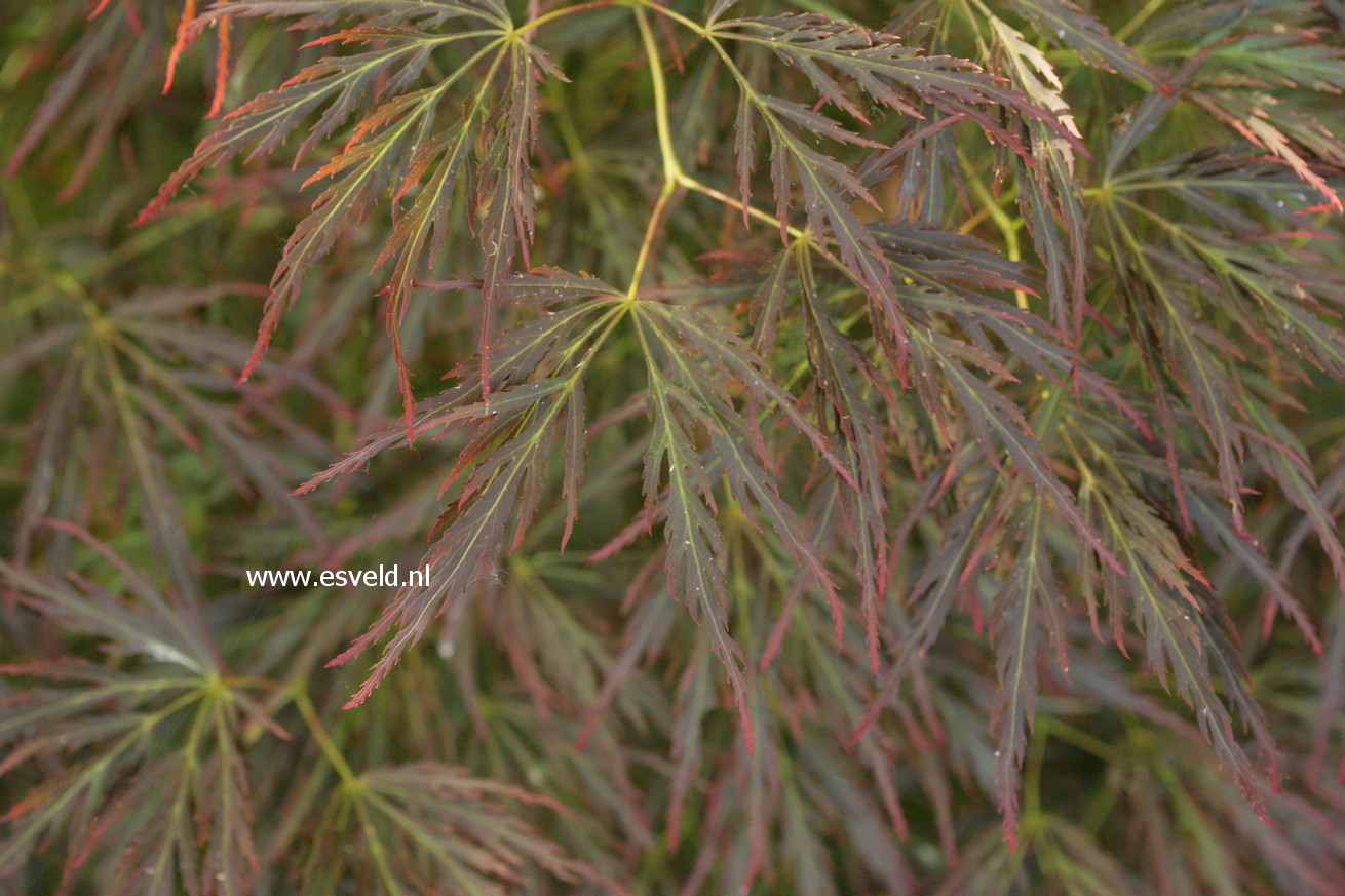 Acer palmatum 'Dragon's Fire'