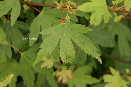 Acer palmatum 'Tiny Tim'