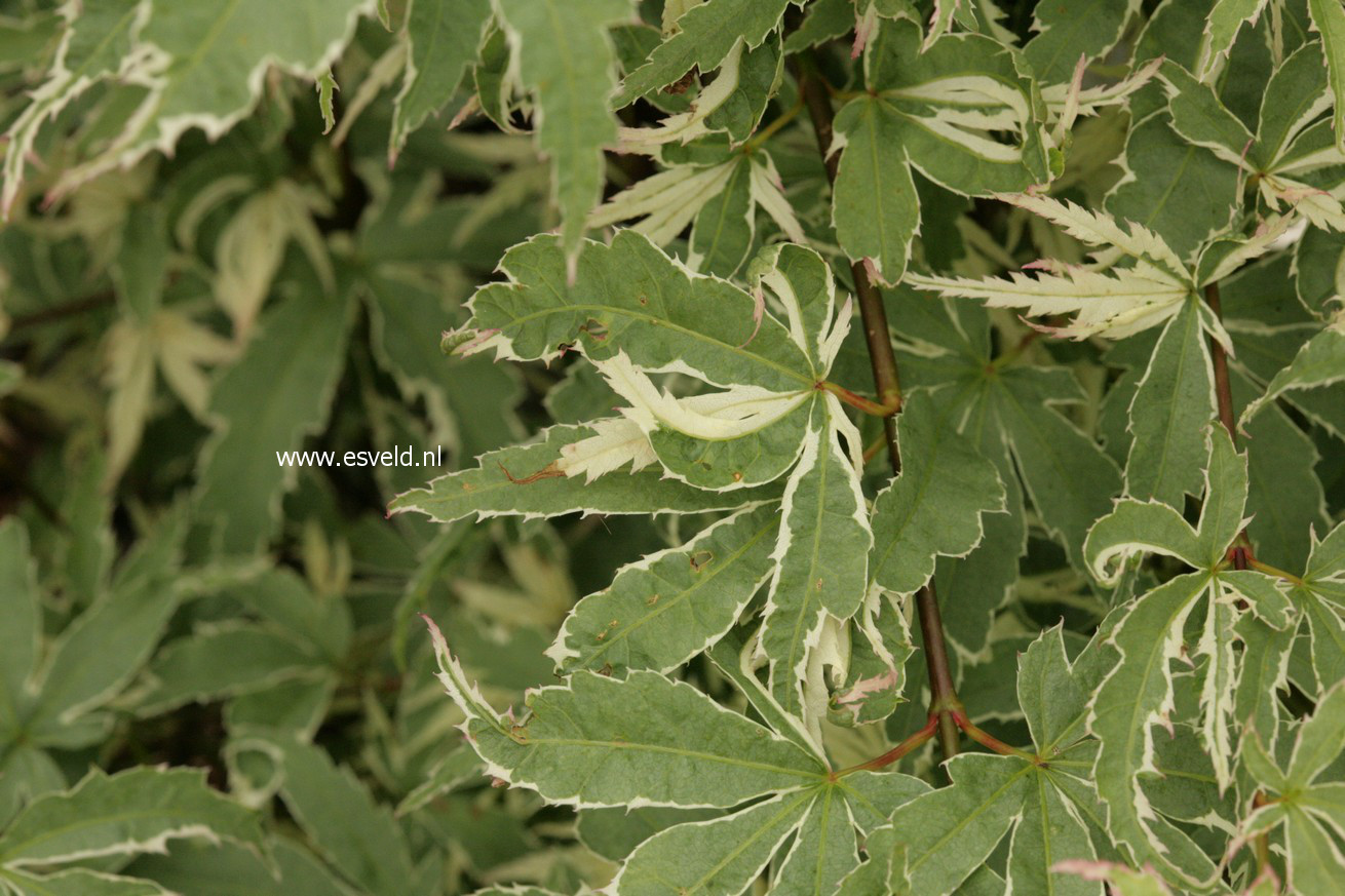 Acer palmatum 'Kagiri nishiki'