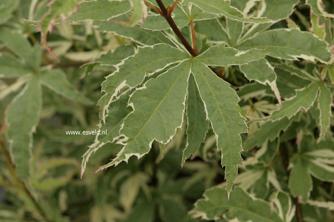 Acer palmatum 'Kagiri nishiki'