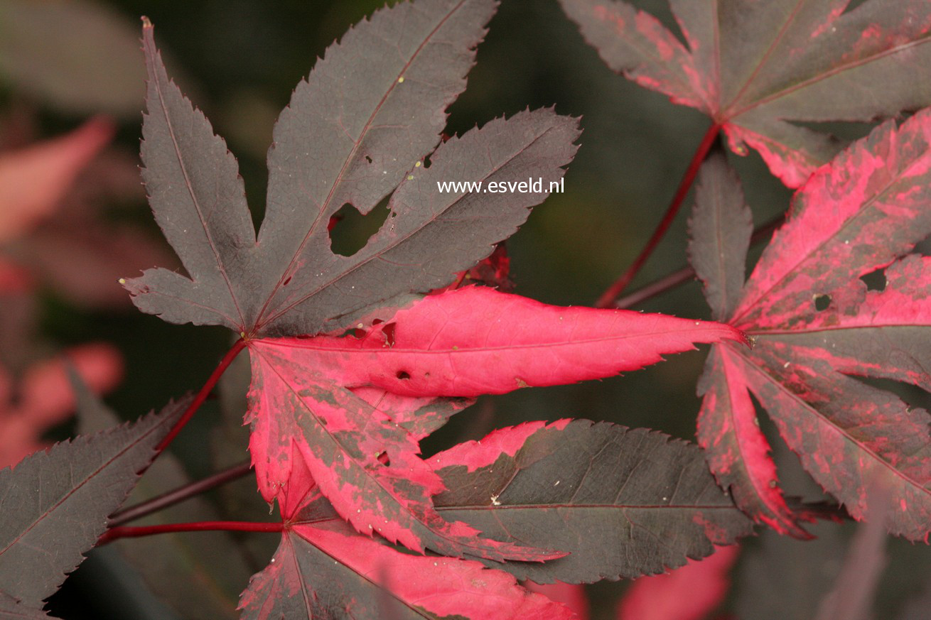 Acer palmatum 'Fujinami nishiki'