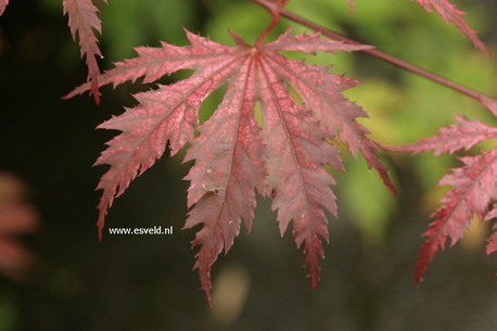 Acer palmatum 'Nathan'