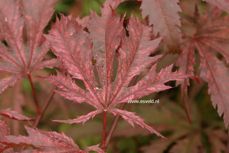 Acer palmatum 'Nathan'